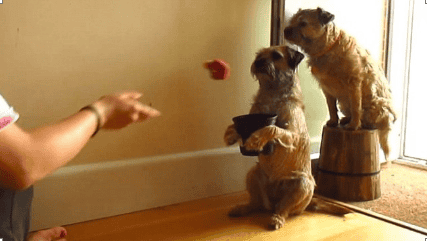 Use a pot as a basketball net and try to get the ball in. The image below shows this with dogs, but you get the idea
